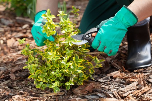 Seasonal gardening and plant care in Custom House
