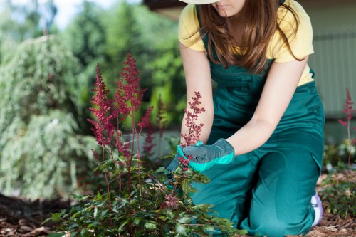 Professional hedge trimming shaping an evergreen hedge in Custom House