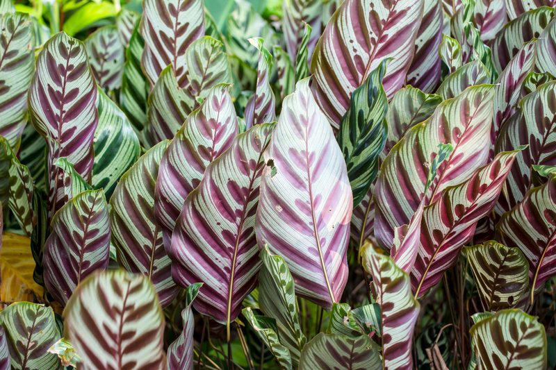 garden maintenance Garden design