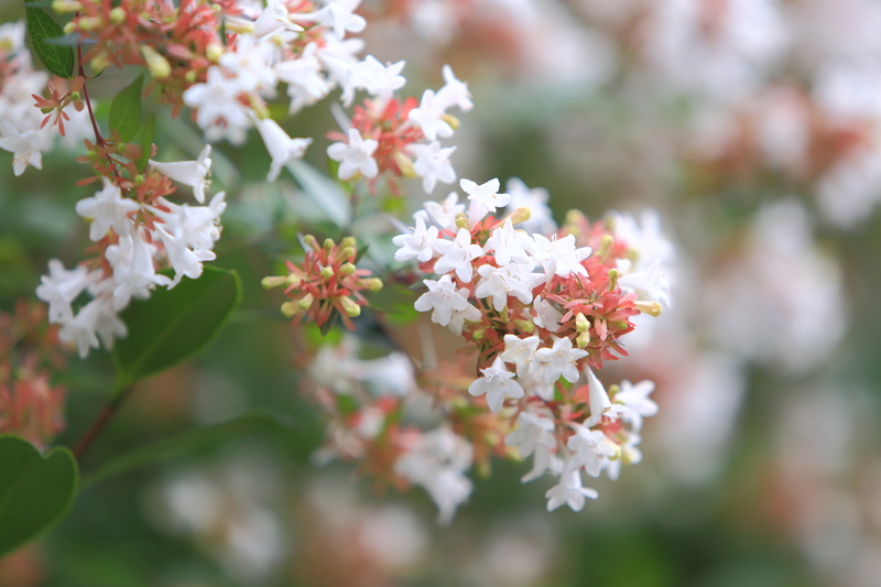 garden maintenance Garden design